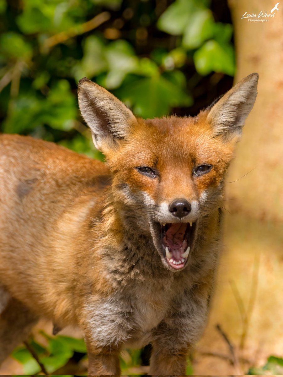 LouiseWardPhoto's tweet photo. Many faces of my local #vixen ♥ 
#foxoftheday #foxes #wildlife @Mammal_Society @WTBBC @BBCSpringwatch @ChrisGPackham https://t.co/KsUyQOZZ1a