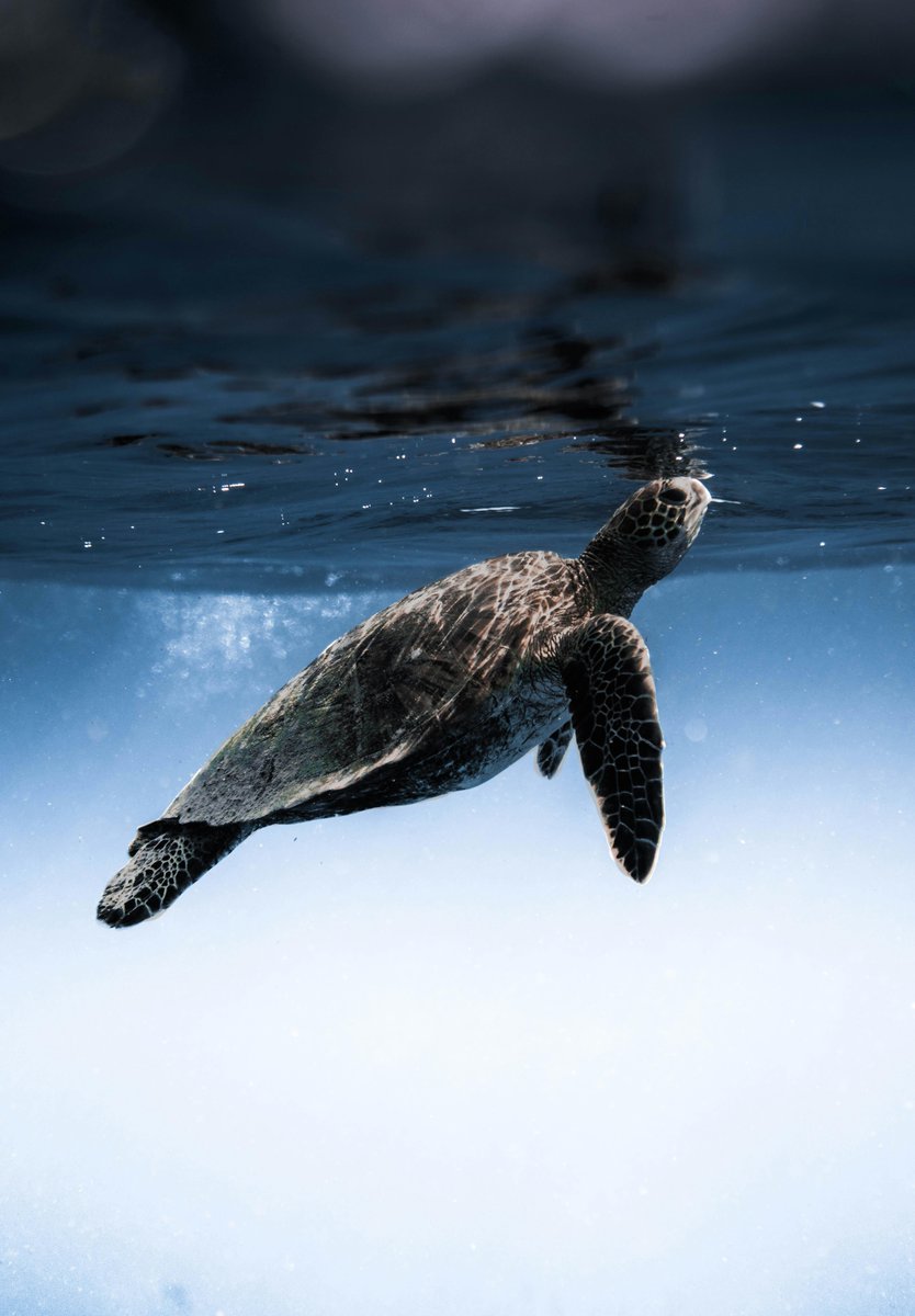 MissionBlue's tweet photo. Happy Sea Turtle Week! Across the globe, there are 7 sea turtle species: leatherbacks, loggerheads, greens, flatbacks, Kemp's ridleys, olive ridleys, and hawksbills!

📸Daniel Torobekov https://t.co/qhUKuFcQVm
