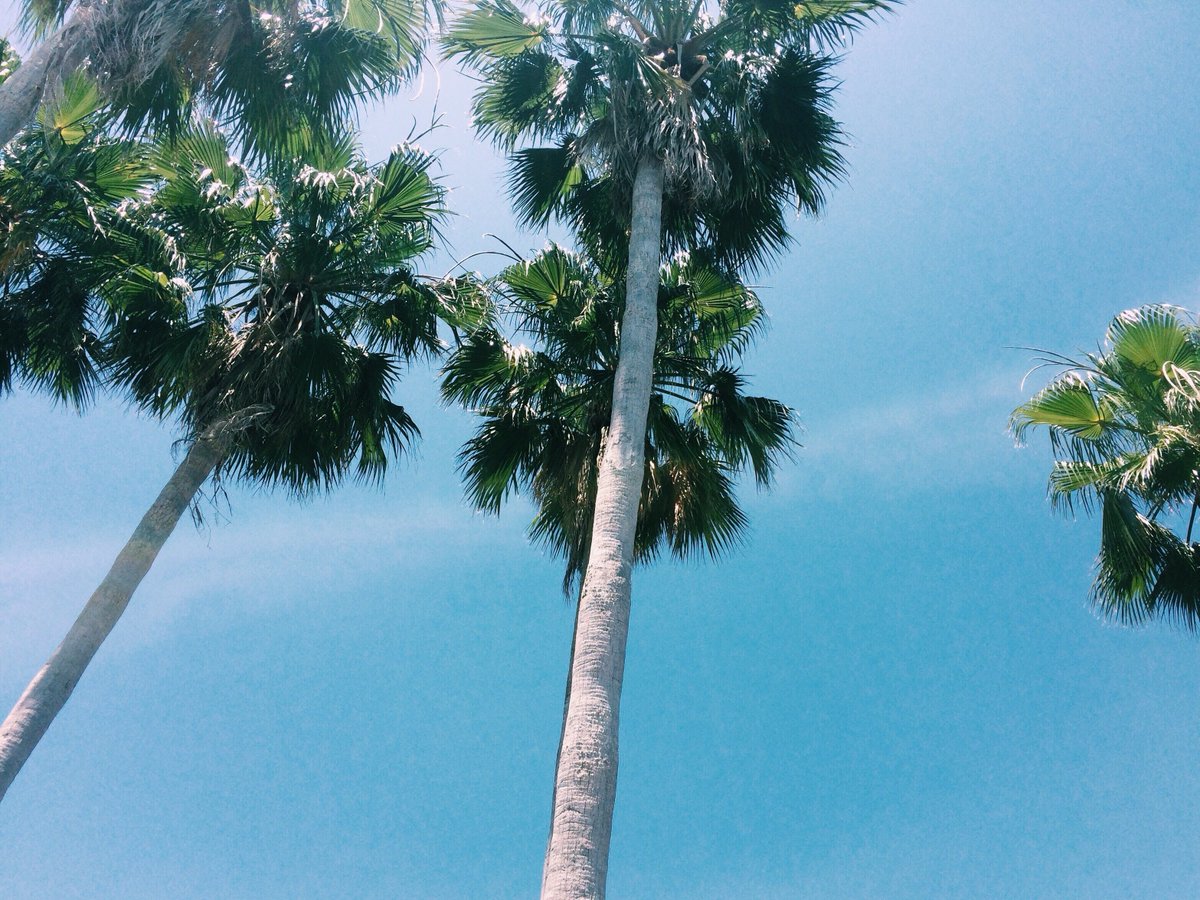 RealOCPro's tweet image. Nothing like a vacation! #Florida #Sunshine #Photography