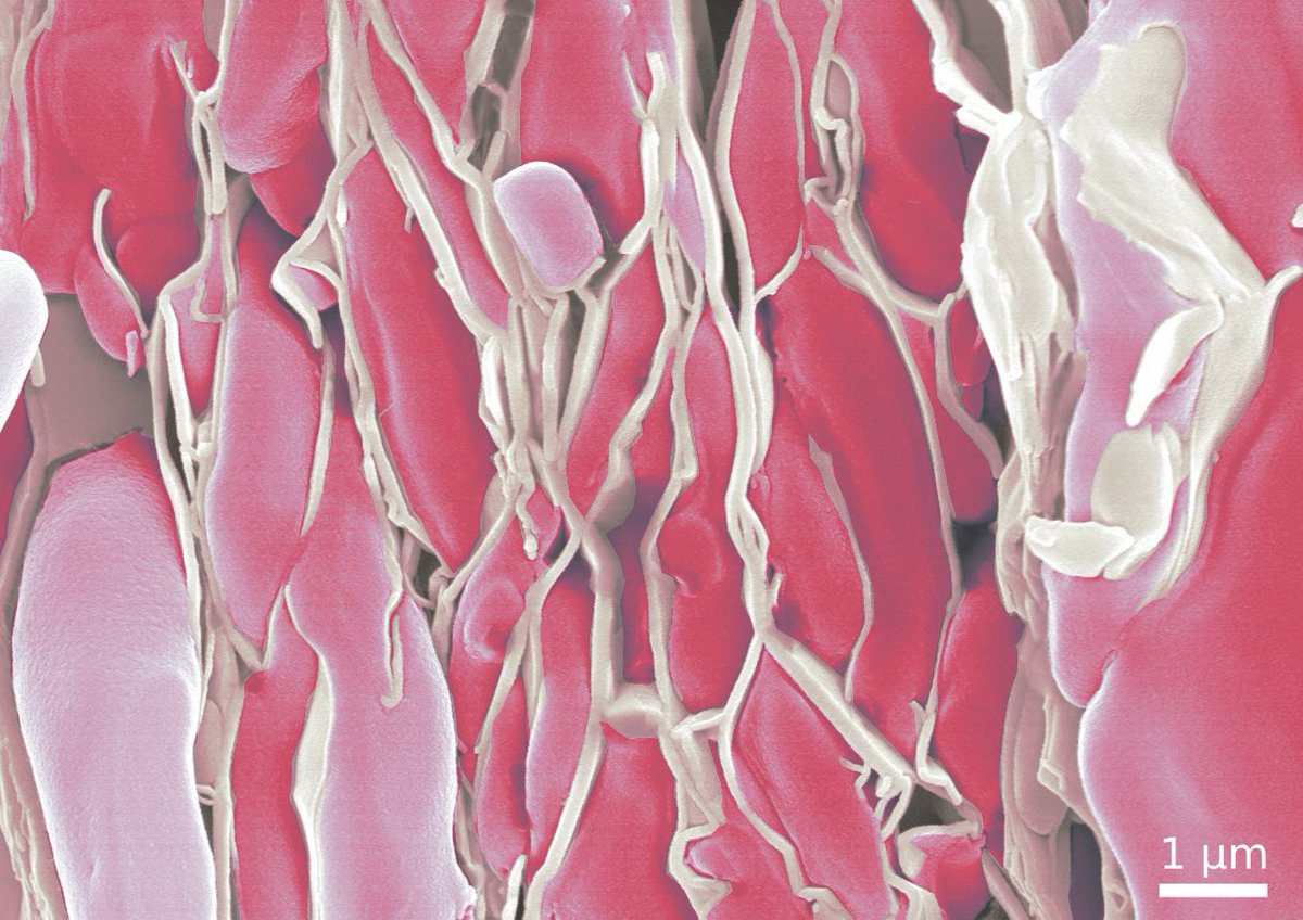 Irene Díaz Herrezuelo tweet media