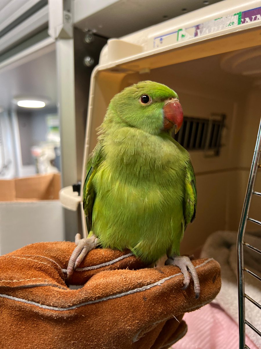 DierenAmsterdam's tweet photo. Deze mooie jongen werd gevonden in de Bijlmer F-buurt. Normaal gezien bijten ze maar al te graag een vinger of twee af, maar dit fotogenieke model ging liever even lekker poseren voor de foto. Kiek ‘m shinen!
#Goedemorgen #Goedevandaag
#Vrijwilligers #Dierenambulance #Amsterdam https://t.co/4FJyP39kiX
