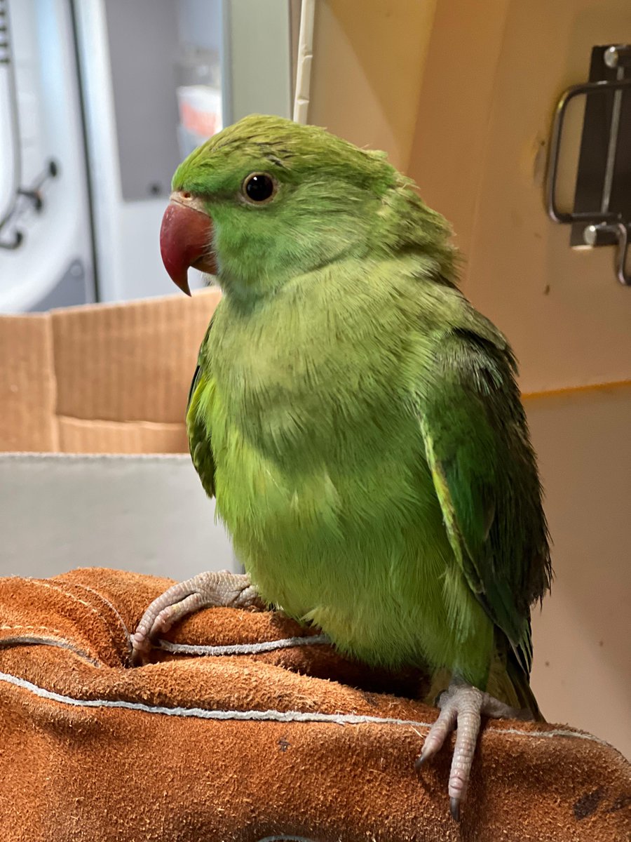 DierenAmsterdam's tweet photo. Deze mooie jongen werd gevonden in de Bijlmer F-buurt. Normaal gezien bijten ze maar al te graag een vinger of twee af, maar dit fotogenieke model ging liever even lekker poseren voor de foto. Kiek ‘m shinen!
#Goedemorgen #Goedevandaag
#Vrijwilligers #Dierenambulance #Amsterdam https://t.co/4FJyP39kiX