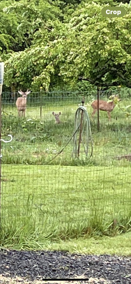 EzraMcCann1's tweet photo. It's Monday!👍🏻🦌🦌 https://t.co/w0G67bSozT