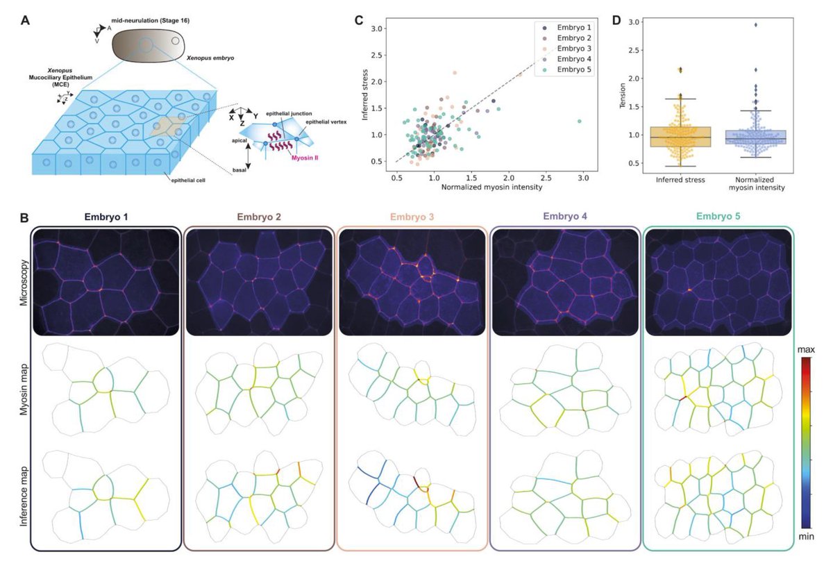 epithelial mechanics fan club tweet media
