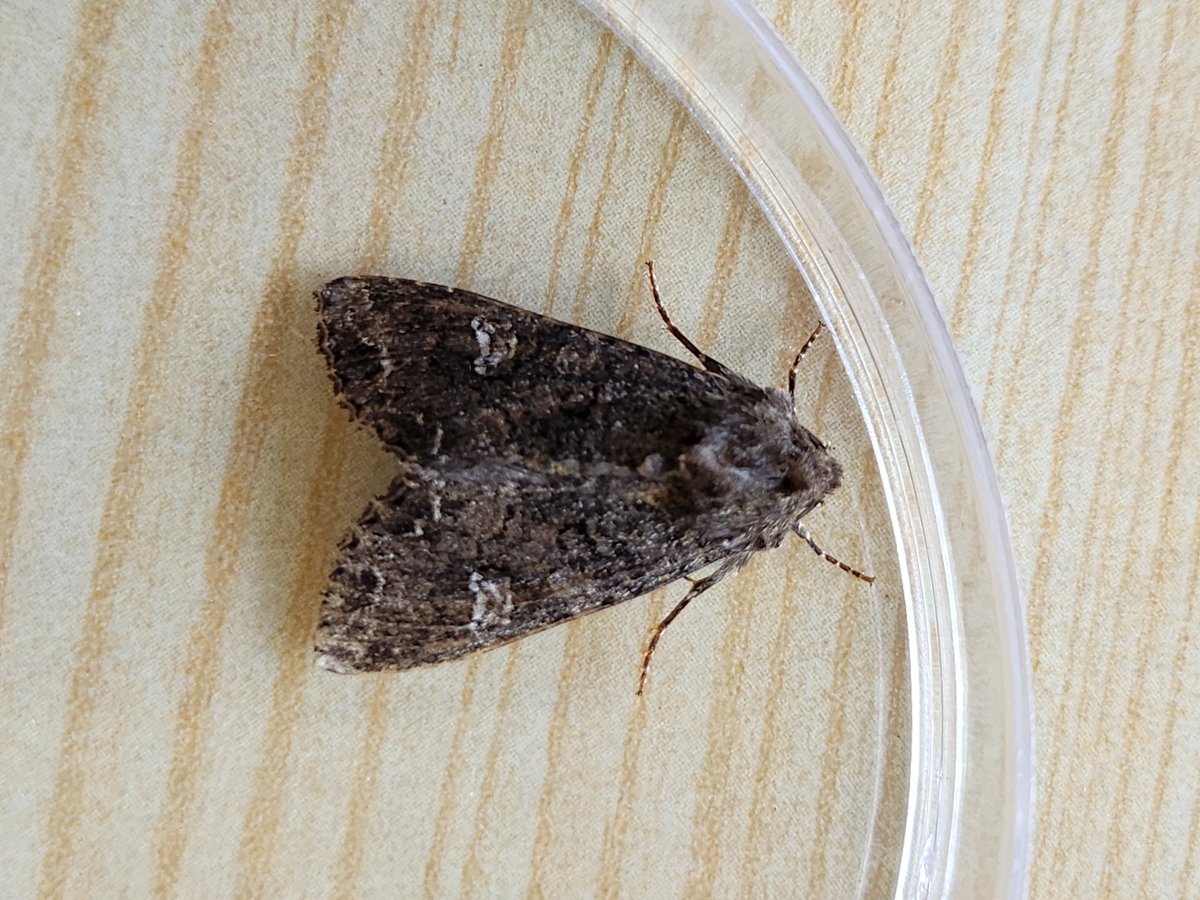 carolyn hargest (@carolynhargest) on Twitter photo More ID help needed plz ....is this an Antler (18mm long) and Common rustic but bit is too big (24mm long) Edinburgh 3 June <a href="/FlyinginFordham/">Ben Sale</a> <a href="/MOTHIDUK/">UK Moth Identification</a> <a href="/savebutterflies/">Butterfly Conservation 🦋</a> More ID help needed plz ....is this an Antler (18mm long) and Common rustic but bit is too big (24mm long) Edinburgh 3 June <a href="/FlyinginFordham/">Ben Sale</a> <a href="/MOTHIDUK/">UK Moth Identification</a> <a href="/savebutterflies/">Butterfly Conservation 🦋</a>