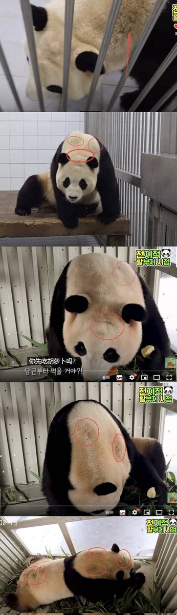 MuLiaoYa's tweet photo. @idontcare2008 @mia521111 @som_xx0830 我们再来看看这张图，这是福宝回到中国前的照片，那时就已经出现了所谓的"毛发问题"。现在确被你们国家放大并栽赃！我国的大熊猫租给你们真是够倒霉，晦气死了，今天居然还好意思叫我们送两只，你们脸都不要了，就算是乞丐也没这么乞讨的！ https://t.co/FLQNHem6wm