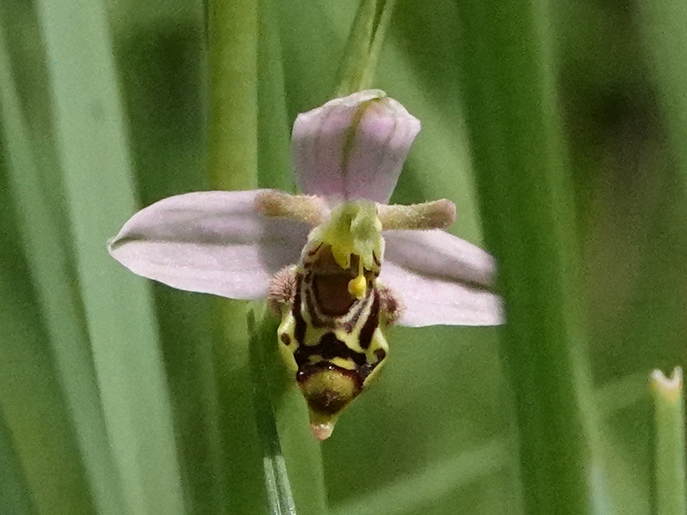 Adrian Bothe (@nairda_b) on Twitter photo A week ago I found this orchid in a meadow in the forest near Flaach, Switzerland. It looks a bit different than the other Ophyrs apifera that grew in the same habitat, perhaps O. apifera var. trollii? <a href="/ukorchids/">Wild Orchids UK & Ireland</a> #ophrys #florahelvetica A week ago I found this orchid in a meadow in the forest near Flaach, Switzerland. It looks a bit different than the other Ophyrs apifera that grew in the same habitat, perhaps O. apifera var. trollii? <a href="/ukorchids/">Wild Orchids UK & Ireland</a> #ophrys #florahelvetica