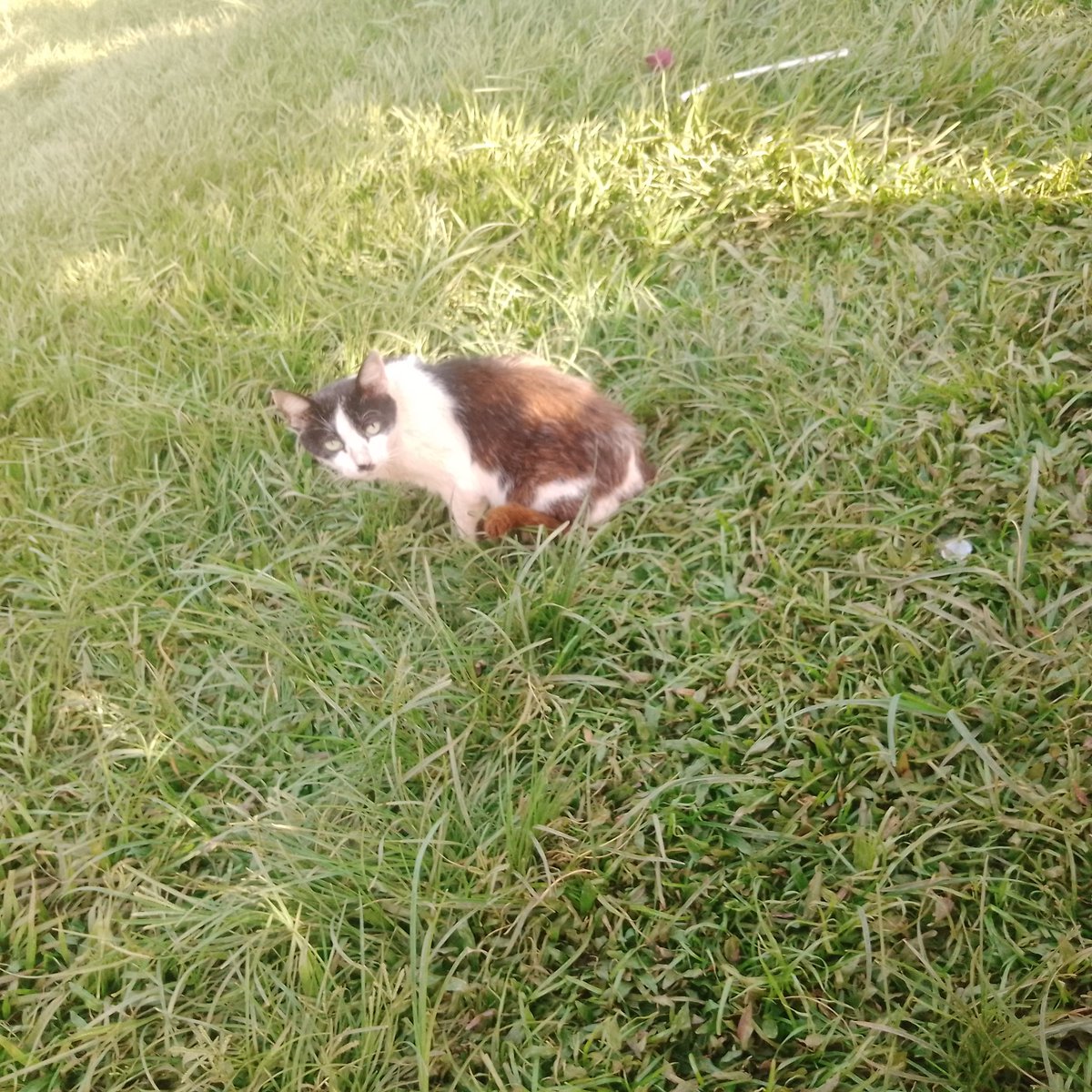 For any help links below ⬇️ ⬇️⬇️
worldremit.com or xoom.com to ssempiiraisaac31@gmail.com or SENDWAVE.COM to; +256753170377 Or westernunion.com Mobile wallet
Right now even we don't have any food to feed our animals here at the rescue cen