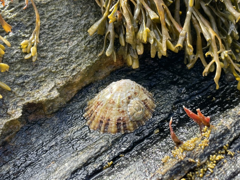 Fernando Lima (@fpslima) on Twitter photo Working with <a href="/rui_seabra/">Rui Seabra</a> up the Norwegian coast, with the support of <a href="/LindbladExp/">Lindblad Expeditions</a> and <a href="/NatGeo/">National Geographic</a>, deploying autonomous temperature loggers and collecting biodiversity data. <a href="/coastalwarming/">coastalwarming</a> <a href="/CIBIO_InBIO/">BIOPOLIS-CIBIO</a> Working with <a href="/rui_seabra/">Rui Seabra</a> up the Norwegian coast, with the support of <a href="/LindbladExp/">Lindblad Expeditions</a> and <a href="/NatGeo/">National Geographic</a>, deploying autonomous temperature loggers and collecting biodiversity data. <a href="/coastalwarming/">coastalwarming</a> <a href="/CIBIO_InBIO/">BIOPOLIS-CIBIO</a>