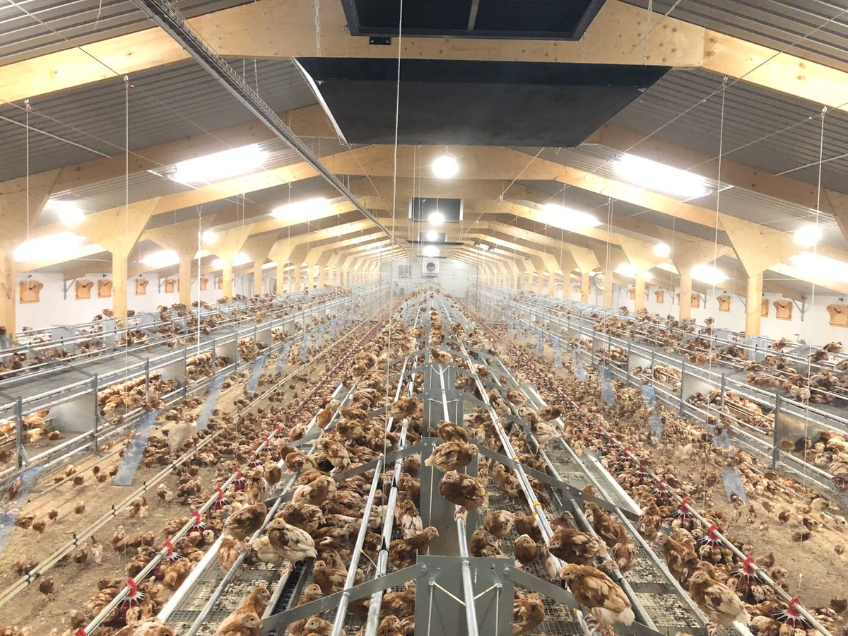 Potters Poultry tweet media