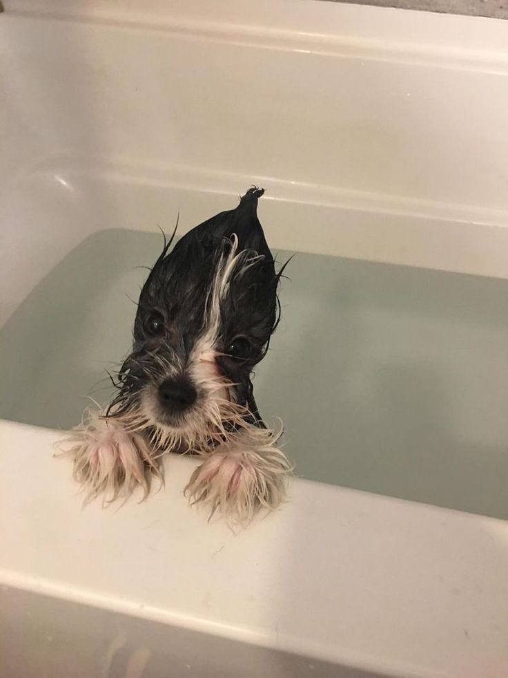 twaniimals tweet picture