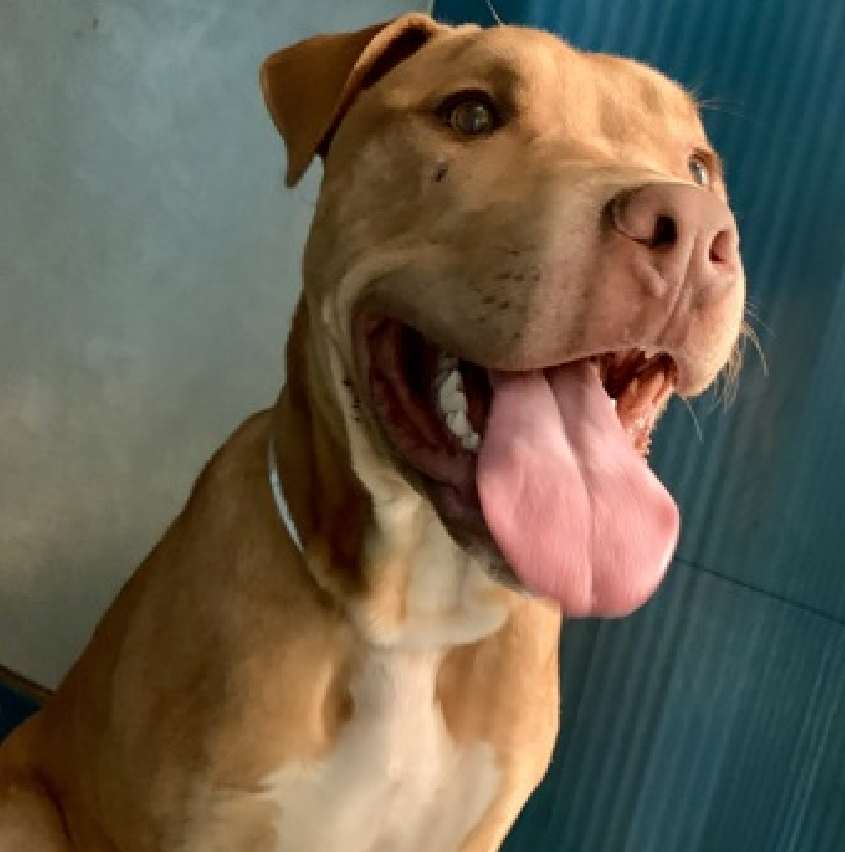 MorgFairsdogs's tweet photo. Wrigley
Immediately to the Kill List #NYCACC
Arrived stray best behavior score
Shy & craves security
Solo pet surrounded by dogs stresses him
Poor Wrigley
He needs a miracle
Pledges & experienced #Foster to give him time & confidence
1📸, #RedPit = Death Sentence https://t.co/MnQt57VbOt