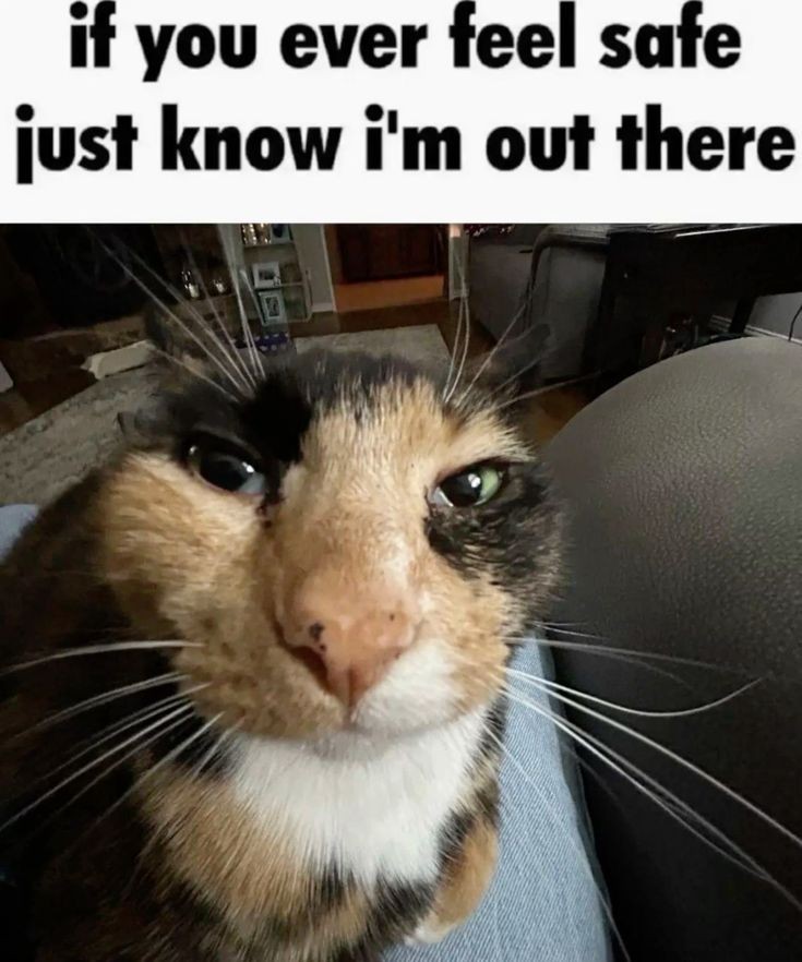 DontShowYourCat's tweet photo. https://t.co/tFT1aKo6gK