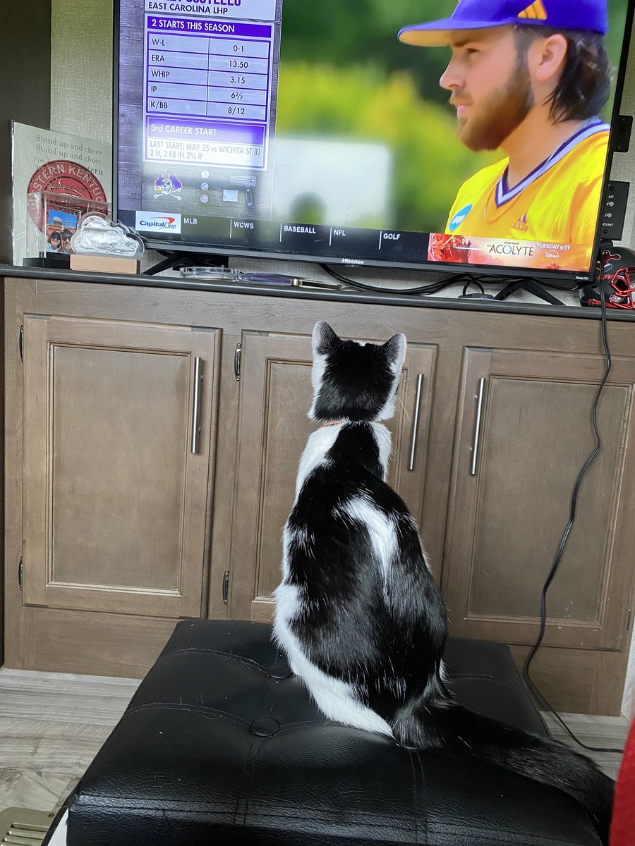 Charles_Loring's tweet photo. We have been loving the nonstop baseball all weekend. #baseballcat #BuffyTheBaseballSlayer https://t.co/sxLwTiS2cp