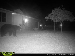 JeffPorterWX's tweet image. 'Bear-ly' noticeable 🐻🐻🐻
📸: Lee Noel, #Irons
wwmt.com/chimein