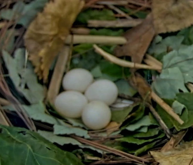 Haurchefant 🛡️ tweet media