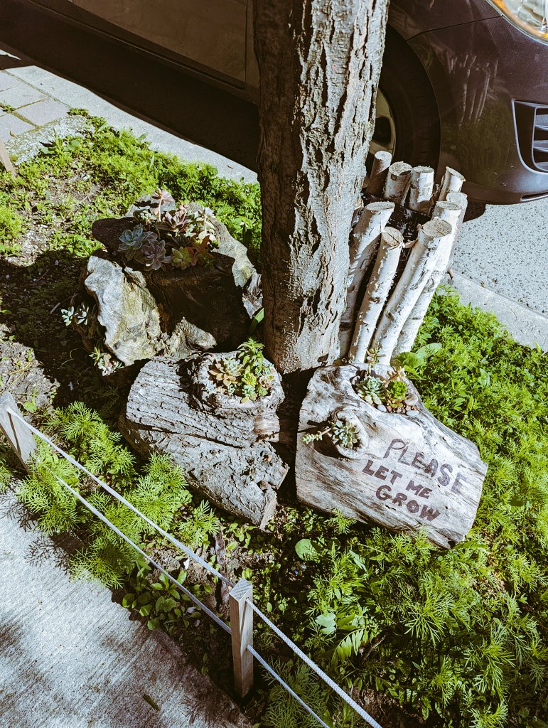 KaylaBGamer's tweet photo. City walk finds...

 #Letmegrow #succulents #urbangarden #plants #cityvibes #Toronto https://t.co/Jc7JjUduMb