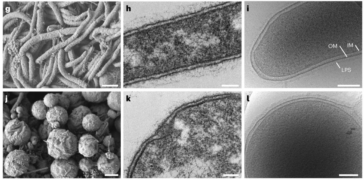 Niko McCarty. tweet media
