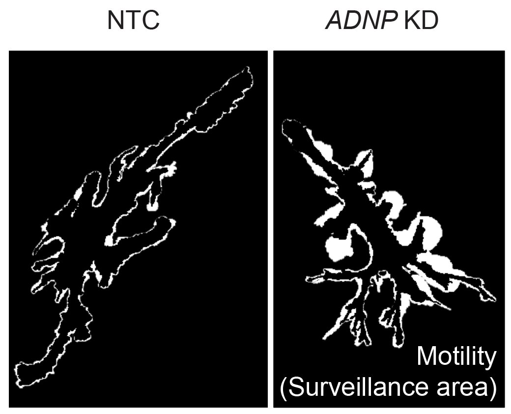 We dove deeply into characterizing how ADNP affects microglia. We found loss of ADNP leads to decreased endocytosis, a remodeled surface proteome, and increased motility. (6/7)