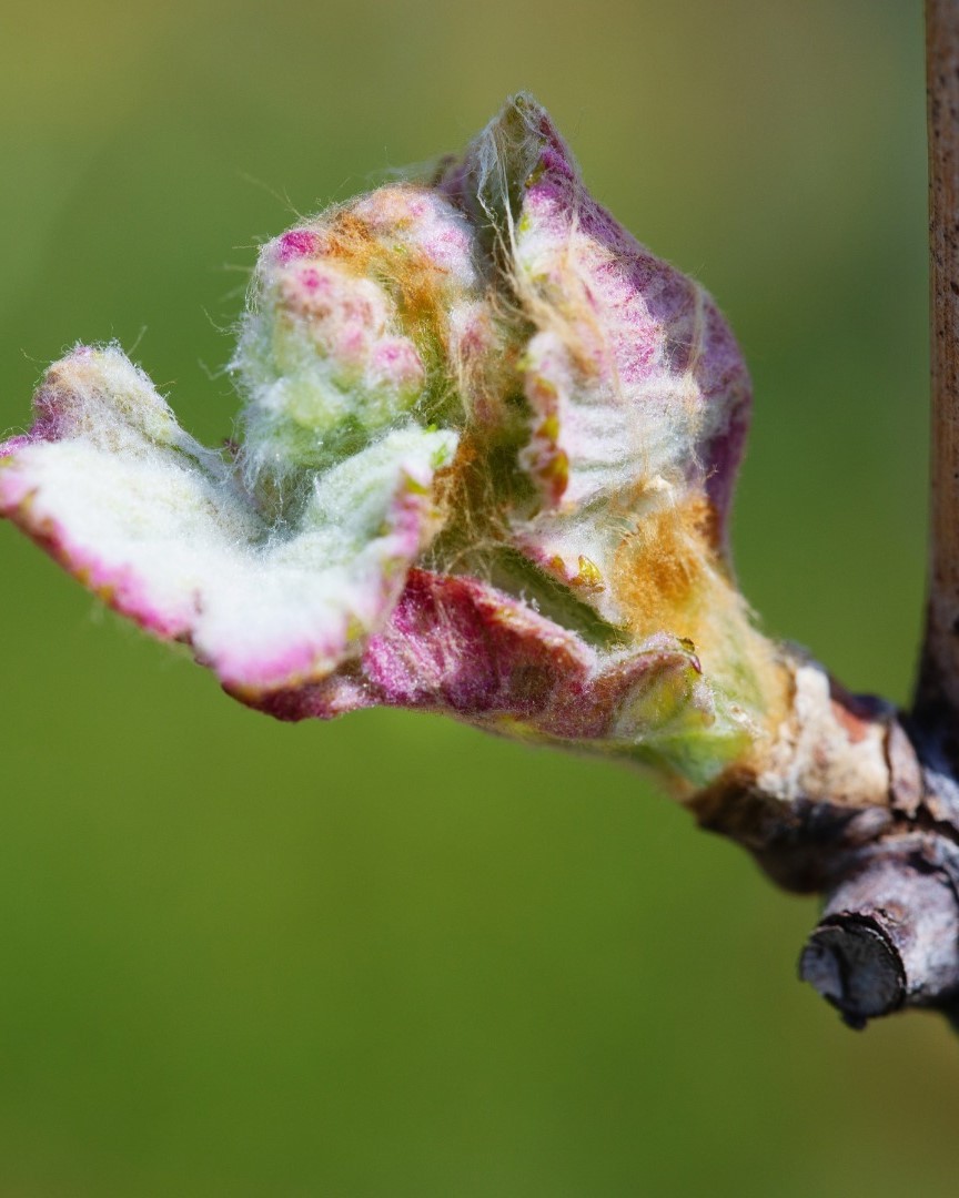 Voted as the #1 tasting room in the US, Early Mountain offers a journey into world-class wines and culinary excellence. Early Mountain leads Virginia's ascent as a top wine destination <a href="/visitvirginia/">visitvirginia</a>? #CapitalRegionUSA
📸: <a href="/earlymountain/">Early Mountain Wine</a>