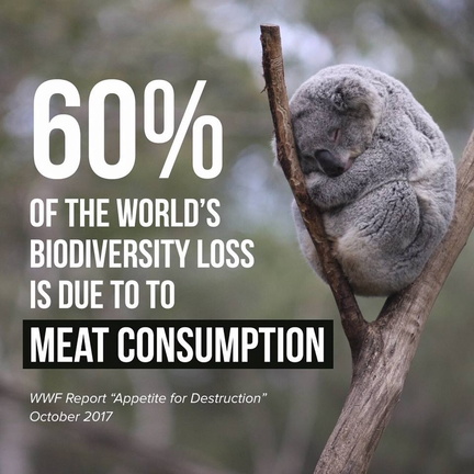 veganfuture's tweet photo. https://t.co/60WMZoVCt2