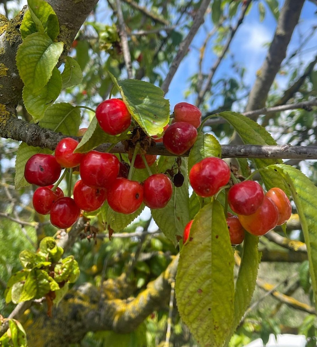 CalFusterDeTous's tweet photo. 🍒🍑 A Cal Fuster de la Plaça, ens encanta compartir els fruits del nostre hort amb vosaltres! Mireu aquestes delicioses cireres i préssecs que han madurat sota el sol de primavera. 🌞
#turismerural #casarural #CalFusterDeLaPlaça https://t.co/0MFmc8Fk2E