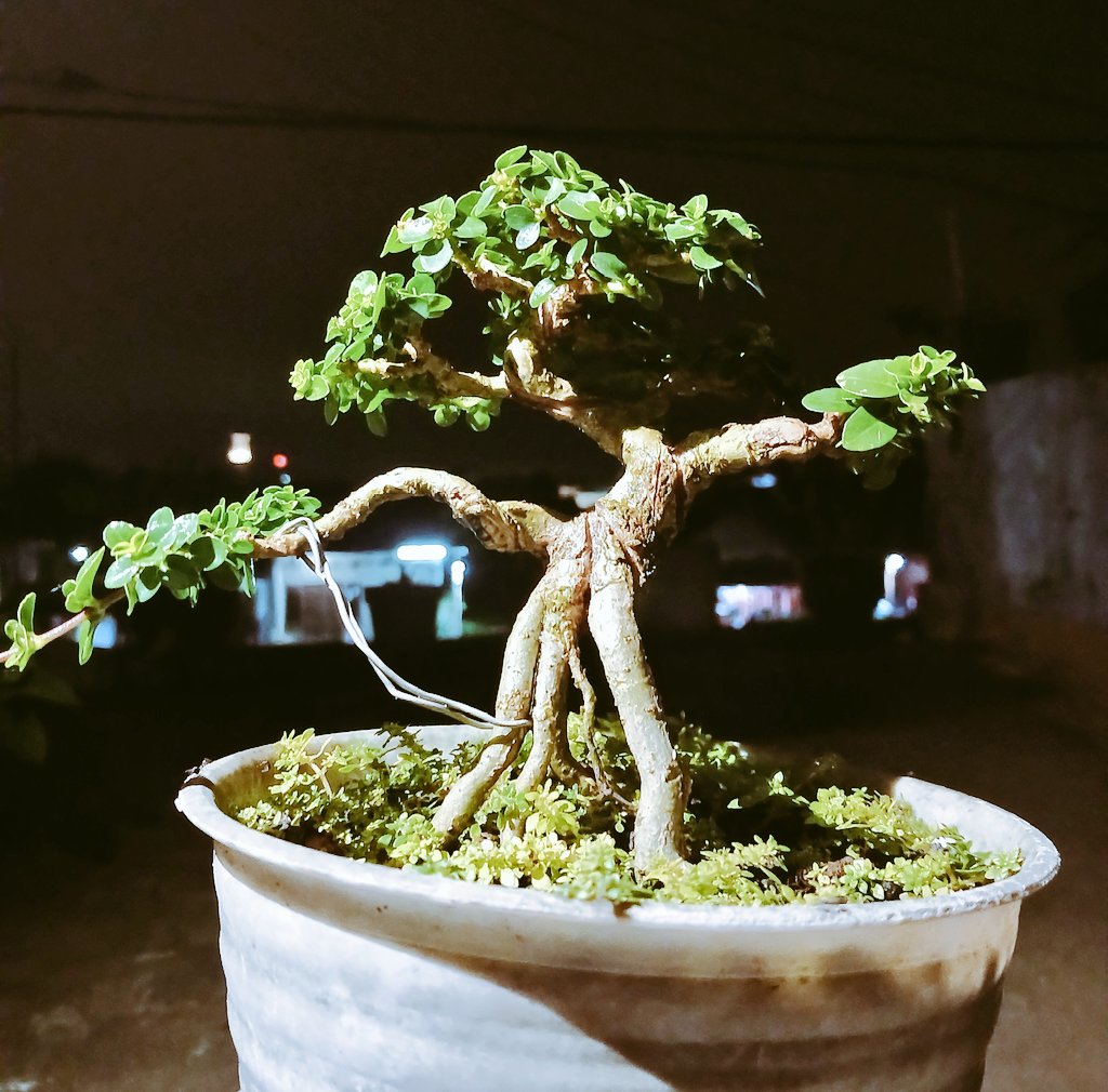 siskanoviw's tweet image. Bonsai Sancang &quot;Larasati&quot;
Si mungil ini udah masuk tahun ketiga perawatan... 

Baik-baik yaa.. tetep tumbuh menjadi gadis mungil yang cantik dan mikat uang #eeh hahahhaa