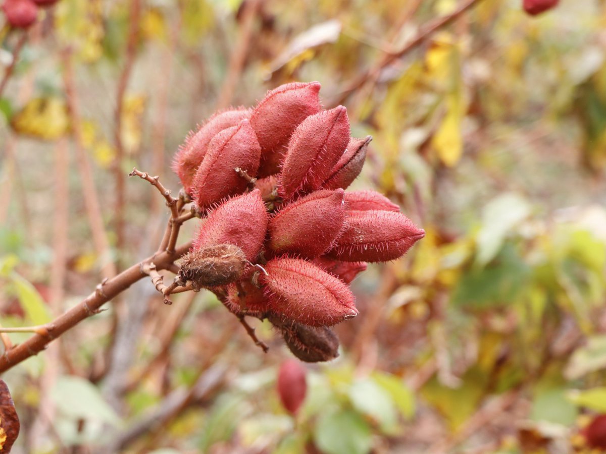 #SEDECinforma | En continuidad con el proyecto #JOMAE, se realizó una visita en la plantación de #Achiote de la Fam. Martínez Canabal, así cómo la reunión con #MujeresEmprendedoras del poblado San Isidro Guasiván, en el municipio de #Tenosique.

#LogrosTabasqueños #MotorDelFuturo