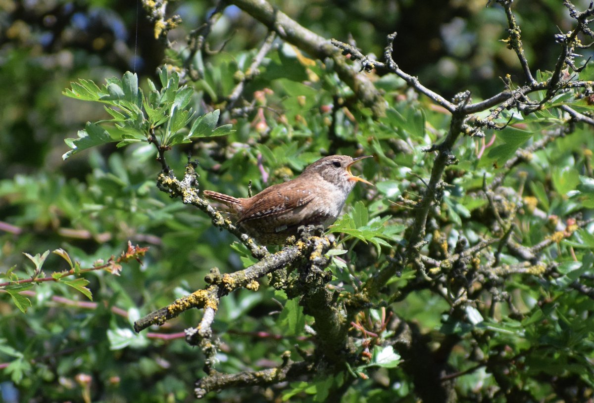 mandbrown's tweet image. Watched this cheeky Wren sing it's heart out whilst hopping from branch to branch @NorthCaveWet