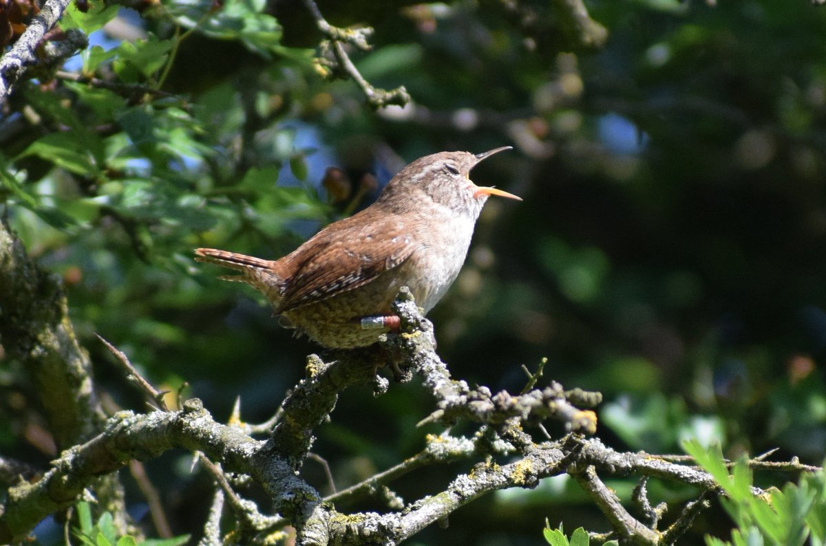 mandbrown's tweet image. Watched this cheeky Wren sing it's heart out whilst hopping from branch to branch @NorthCaveWet
