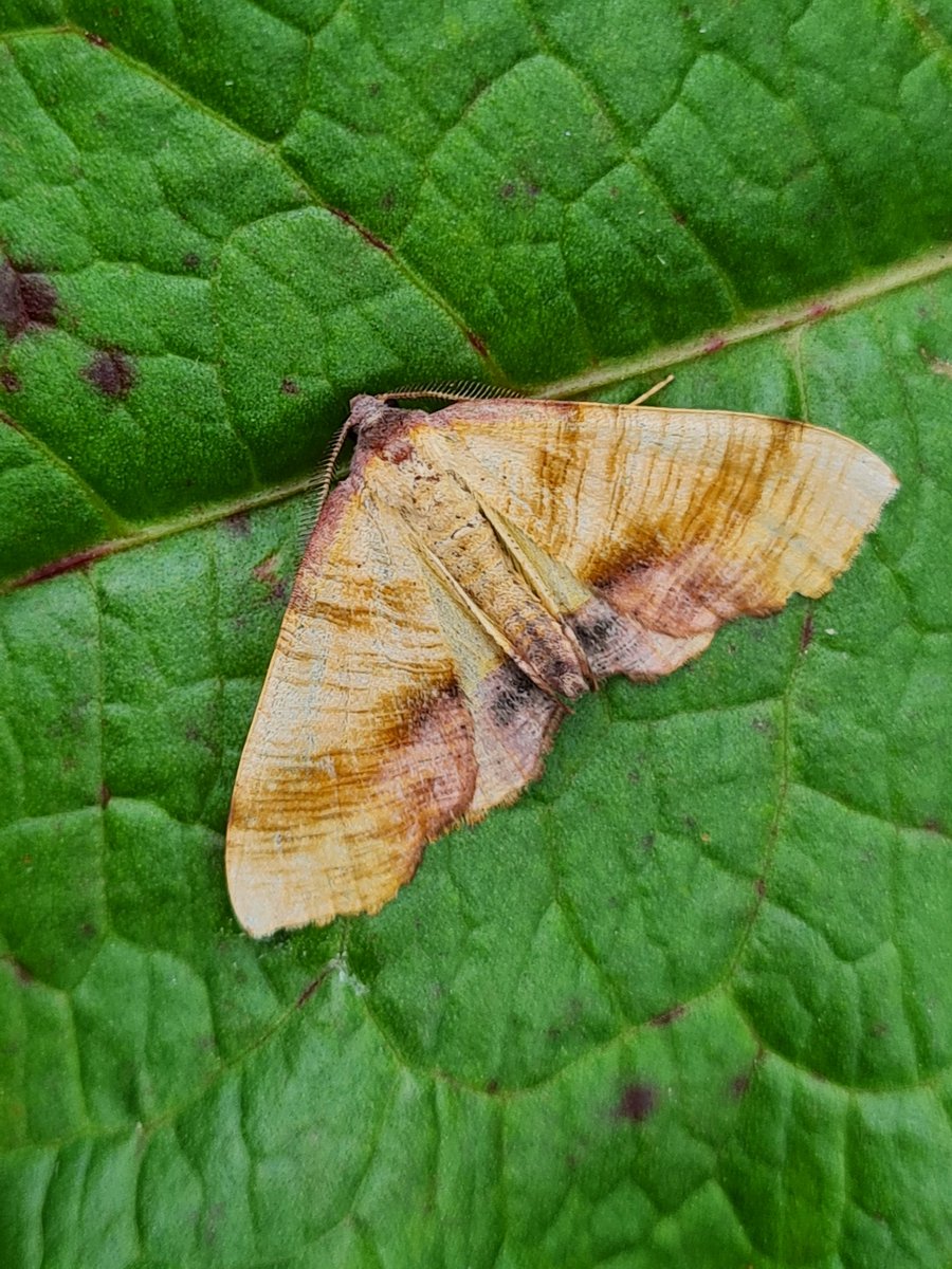 Found this scorched wing in the garden just now, perched on a dock leaf. I mean, did it know??
S Monmouthshire 
#mothsmatter #teammoth