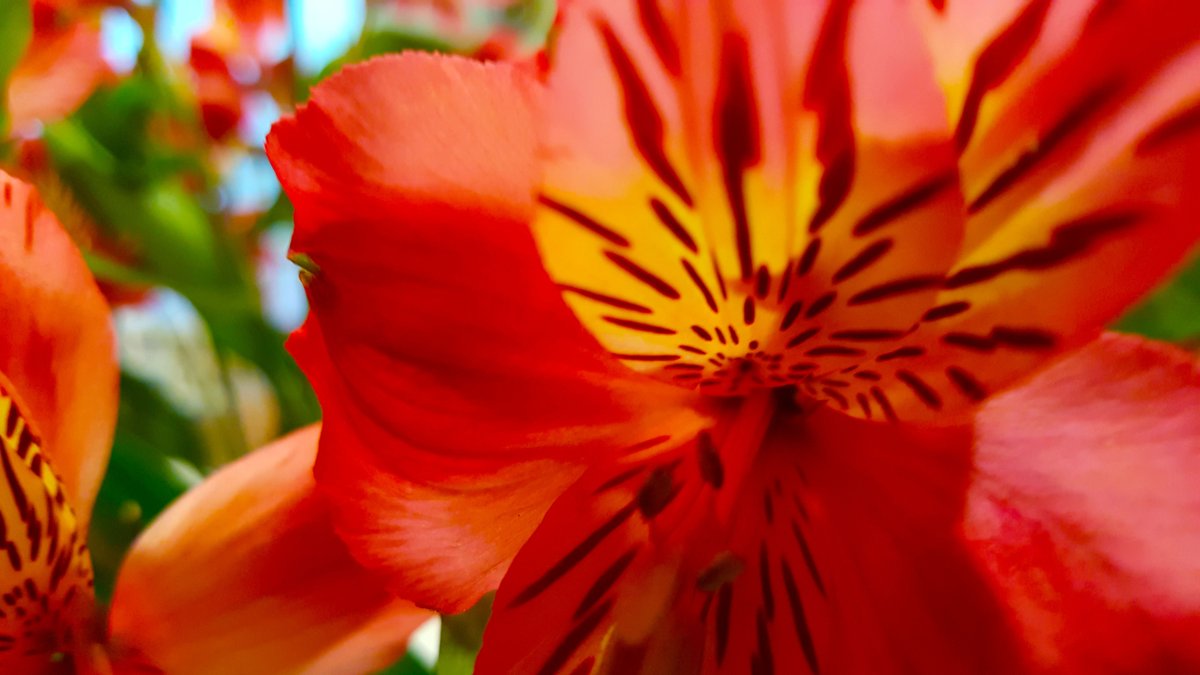 CidaZeeb's tweet photo. Beautiful shades of #LILIES #nature #flowers #Lily #nature #summertime #naturephotography #ThePhotoHour #500pxrtg #botanical #photographylovers https://t.co/NOmE06UVKJ