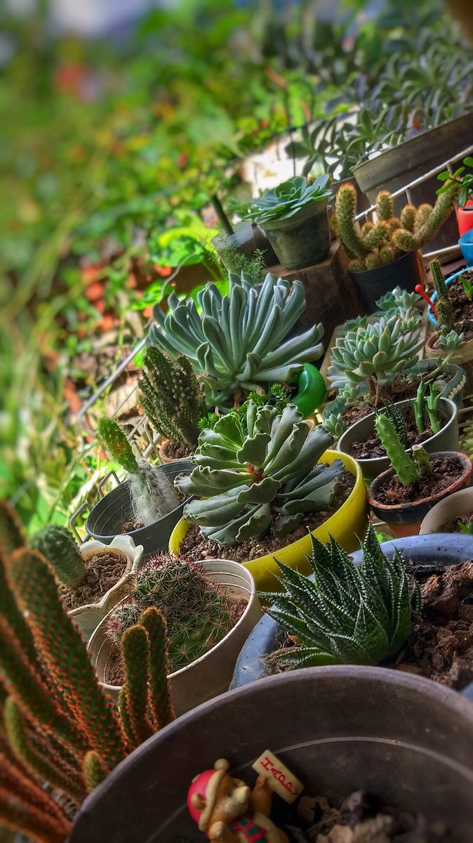 luissbraun's tweet photo. 🌵 https://t.co/iJdG4sHMh3