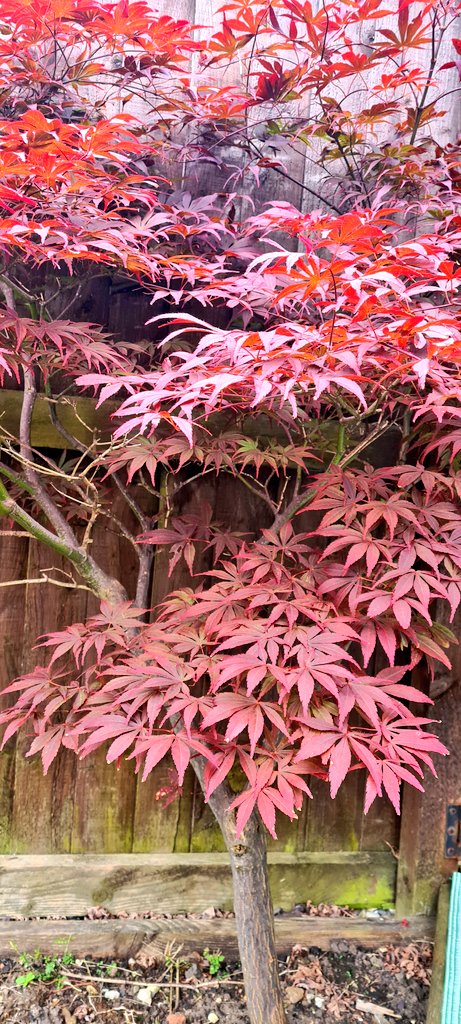 jeni_L3's tweet photo. Day 3 of #30DaysWild The little red tree in our back garden! https://t.co/nDy0Yndf0Q