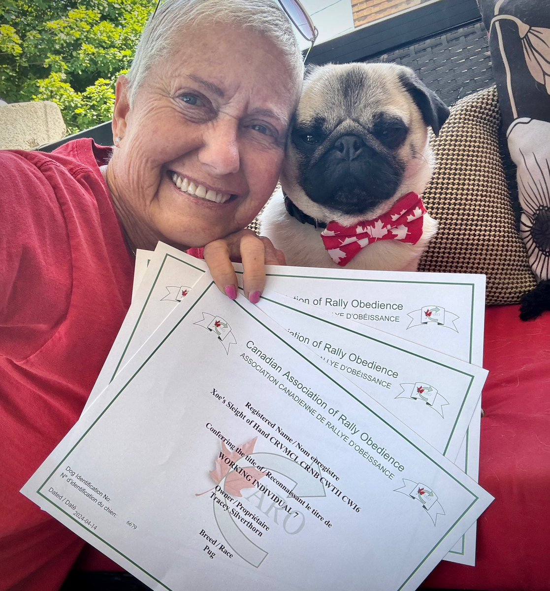 IgorPugDog's tweet photo. Got mail today! … dunno what it’s for but it made Mom smile 💜😈 ~ Lil C 

#pug #workingdog #dogtraining https://t.co/a34Cahtkyt