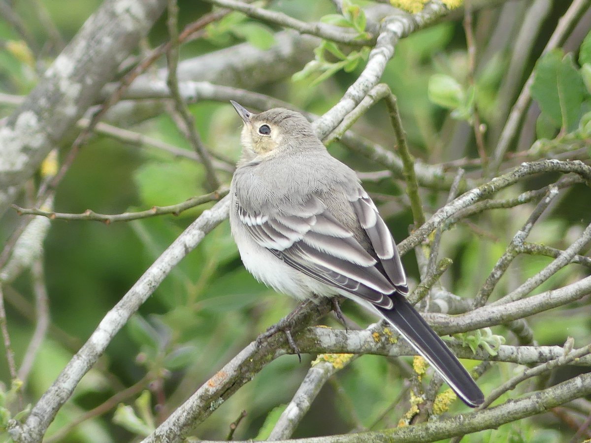 Greetje19's tweet image. #witte kwikstaart juveniel