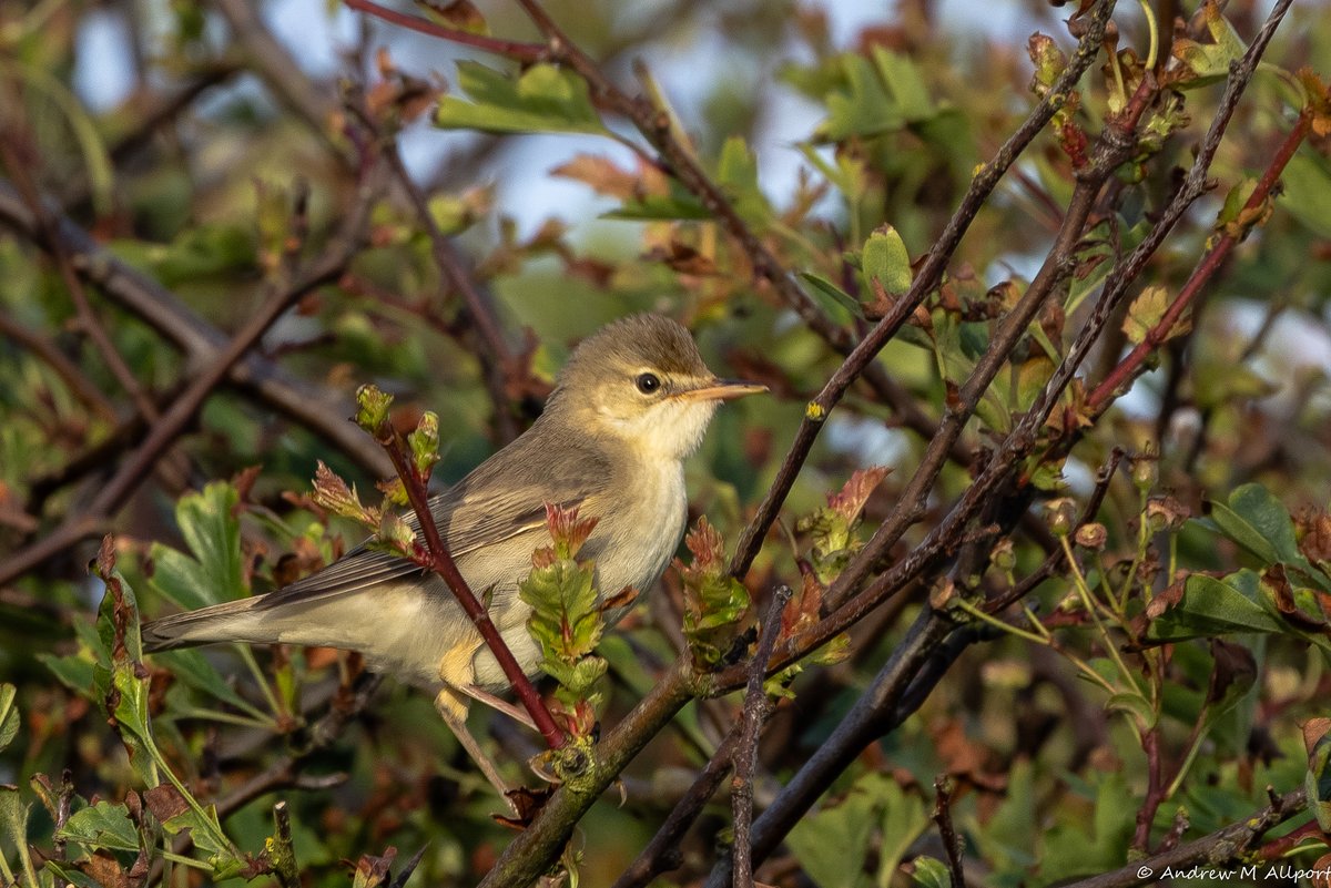 AMAllport's tweet photo. The birding day starts early at this time of year. 2 singing Marsh Warblers before 6.00am today @FlamboroughBird Getting a good view of migrant birds is typically tough as they usually sing from cover This one briefly and obligingly popped out for a look. https://t.co/ZSJWtAZSg9