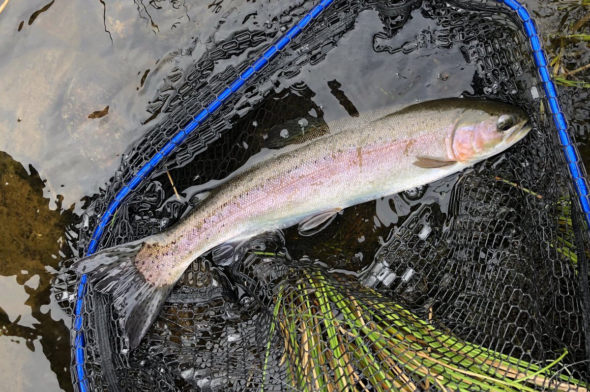 troutfishingman's tweet photo. Fished Harelaw yesterday with two good friends bit colder and windier than expecting but still managed a few on dries fantastic sport and safety returned to fight another day great fishery well worth a go  😃 https://t.co/LEh1JWCTDW