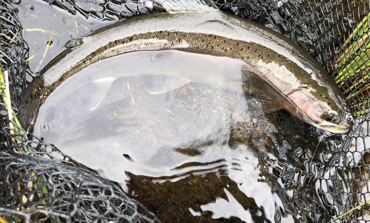 troutfishingman's tweet photo. Fished Harelaw yesterday with two good friends bit colder and windier than expecting but still managed a few on dries fantastic sport and safety returned to fight another day great fishery well worth a go  😃 https://t.co/LEh1JWCTDW