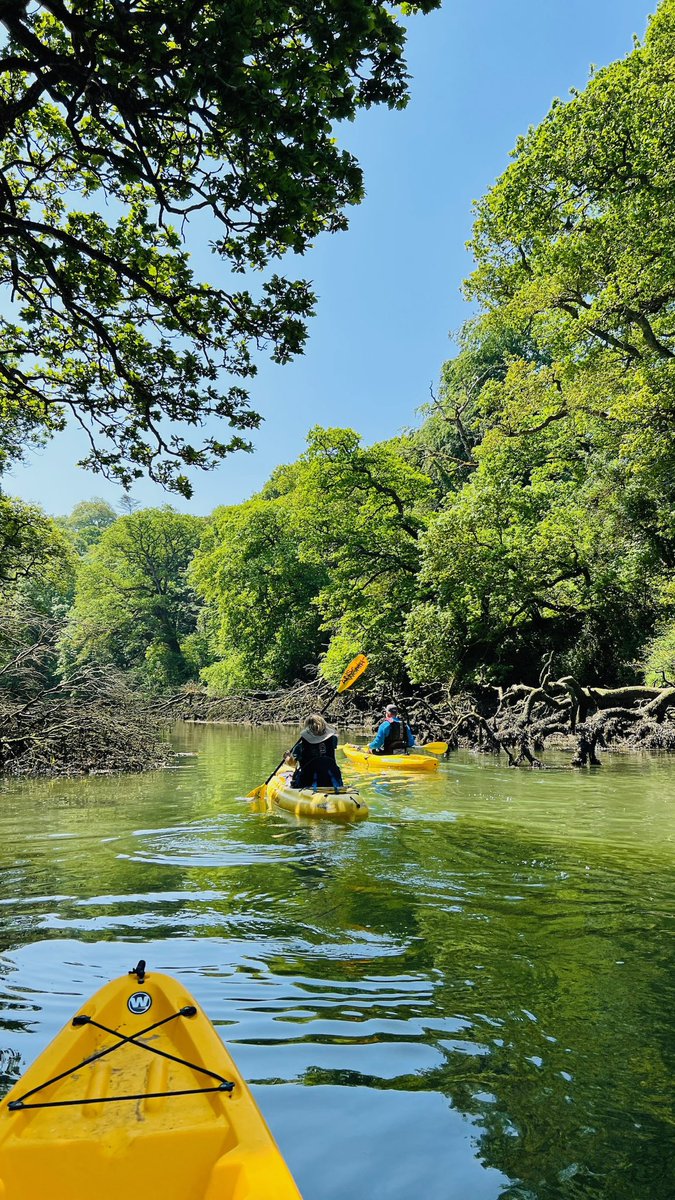 Koru Kayaking tweet media