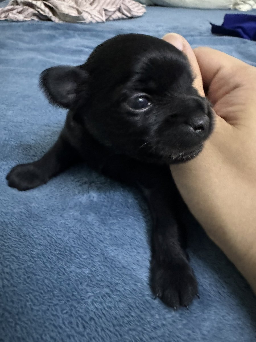 jhepee_'s tweet photo. Eyes open #puppy #love #cute #eyes https://t.co/gjKAsk8XK1