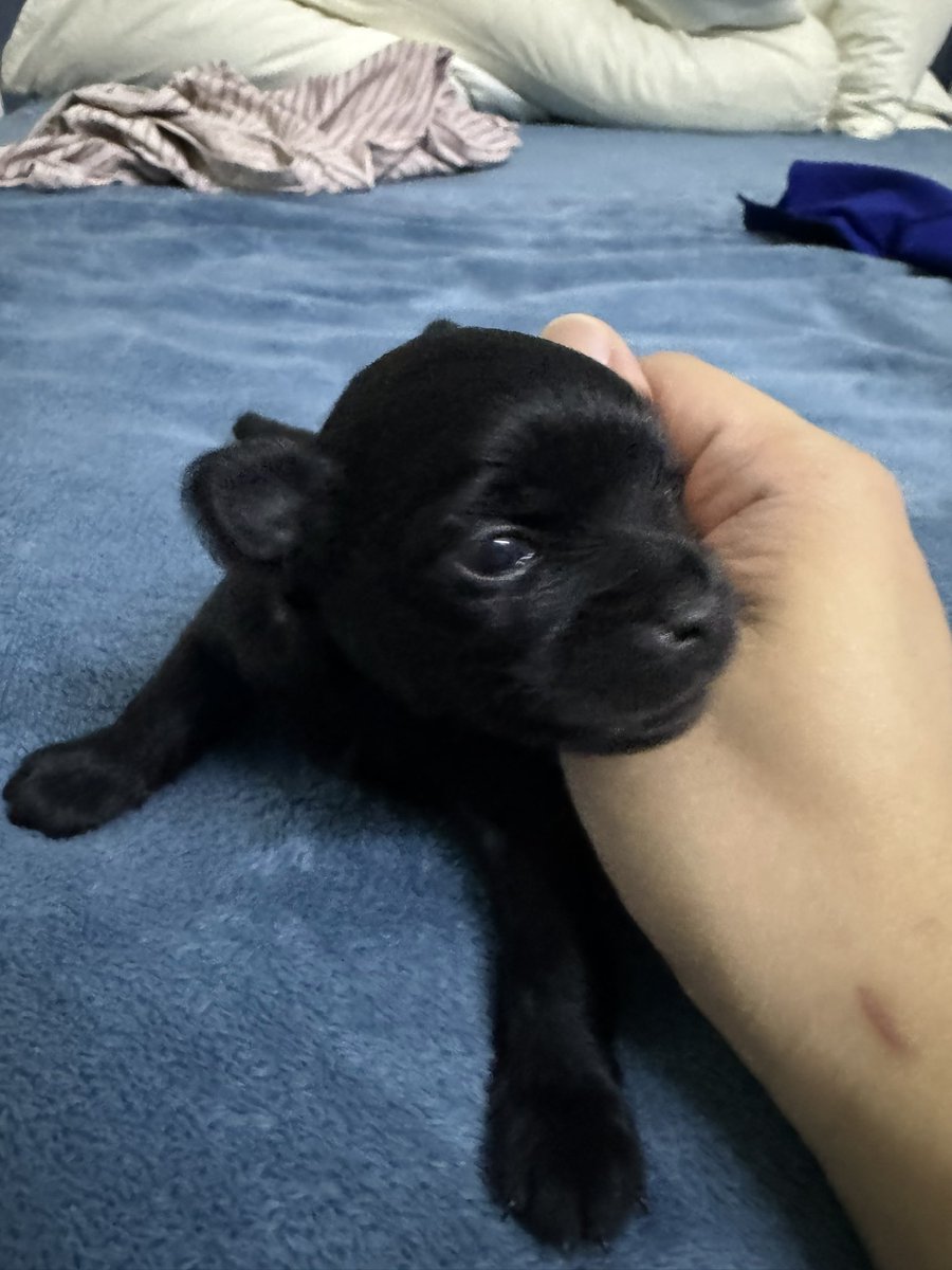 jhepee_'s tweet photo. Eyes open #puppy #love #cute #eyes https://t.co/gjKAsk8XK1