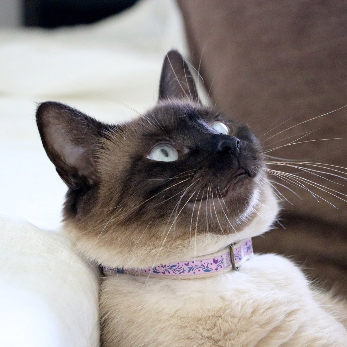 pettsie_com's tweet photo. Show your kitty some love with the Pettsie breakaway collar and matching friendship bracelet set! πΊπ Perfect for safety and style, while celebrating your special bond. π₯°β€οΈ
#pettsie #dappercat #dappercats #catcollar #kittencollar #kittycollar #cutecat https://t.co/pTqtw0KCMt