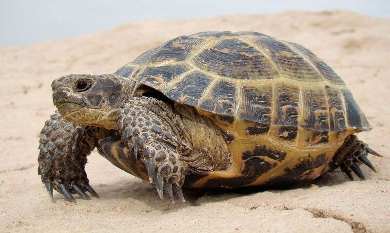 RMadridistaReal's tweet photo. La tortuga es un reptil terrestre del orden de los quelonios, de 20 a 30 centímetros de largo, con los dedos reunidos en forma de muñón, espaldar muy convexo, y láminas granujientas en el centro y manchadas de negro y amarillo en los bordes. https://t.co/o8ItdgKiw6