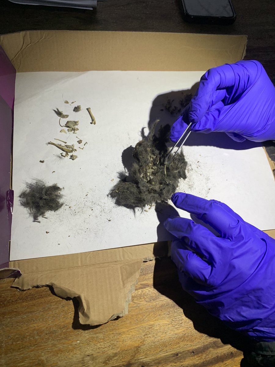 kathryns221's tweet photo. The #microfauna research at #Boomplaas continues! Not only are we sorting and identifying microfauna from the recent excavations, but we are also utilizing modern owl pellets to better understand agents of accumulation and microfauna taphonomy https://t.co/LdEwzemKbM
