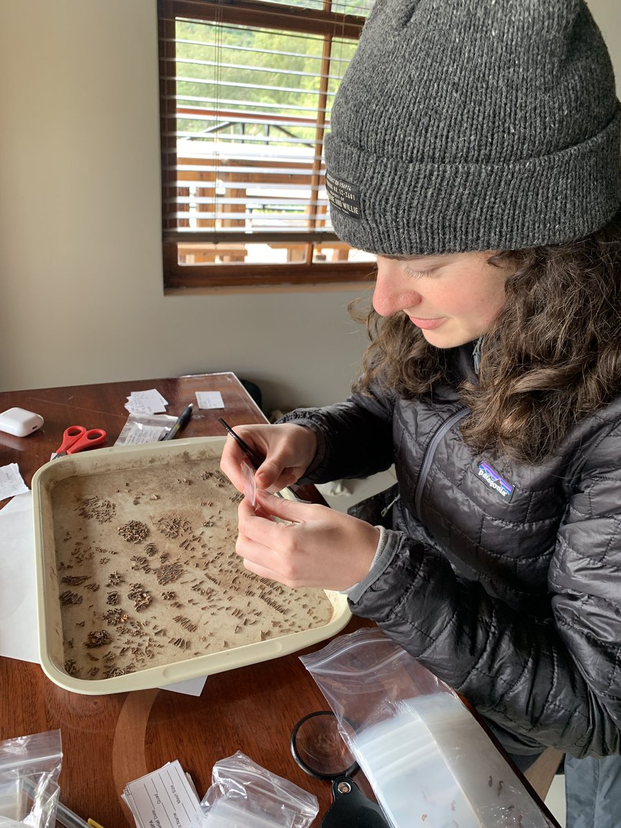 kathryns221's tweet photo. The #microfauna research at #Boomplaas continues! Not only are we sorting and identifying microfauna from the recent excavations, but we are also utilizing modern owl pellets to better understand agents of accumulation and microfauna taphonomy https://t.co/LdEwzemKbM