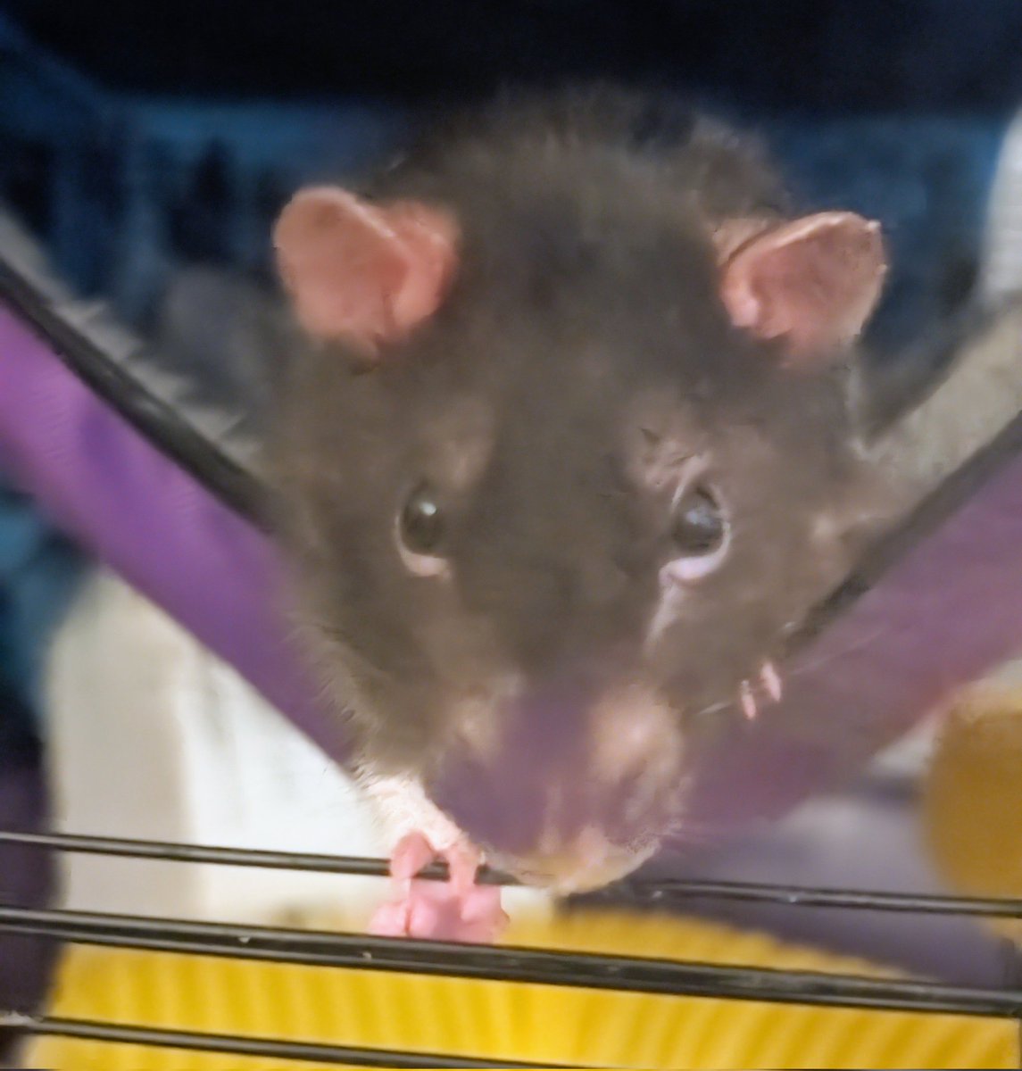This is my shyest rattie , lovingly nicknamed Mr Hidey , he was a rescue along with his brother Mr Bitey. He's very shy and very sweet. ❤️❤️🐀🐀