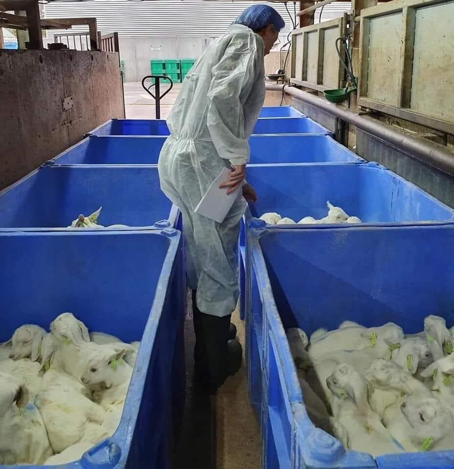 Naar de slachterij…….💔
Kleine geitjes van amper een week oud, schreeuwen het uit als hun kopje tegen de elektroden geduwd worden, vlak voor hun keel wordt doorgesneden. 
Het dierenleed achter je #geitenzuivel..
animalrights.nl/slachthuis-twe…