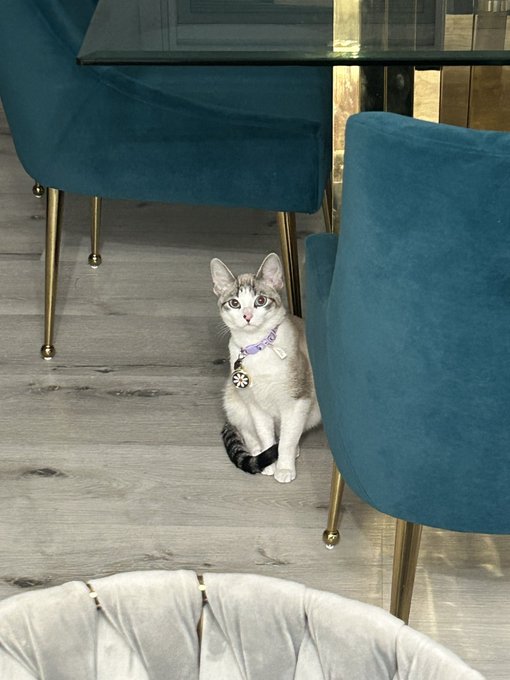 The house I&rsquo;m staying at has the cutest but most nervous kitten ever and all I want to do is pick her