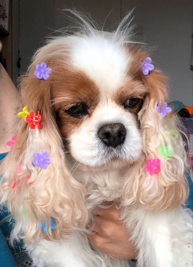 twaniimals's tweet photo. https://t.co/jQ0oNpT7ef